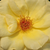 Żółty  - Róże rabatowe floribunda - Arthur Bell